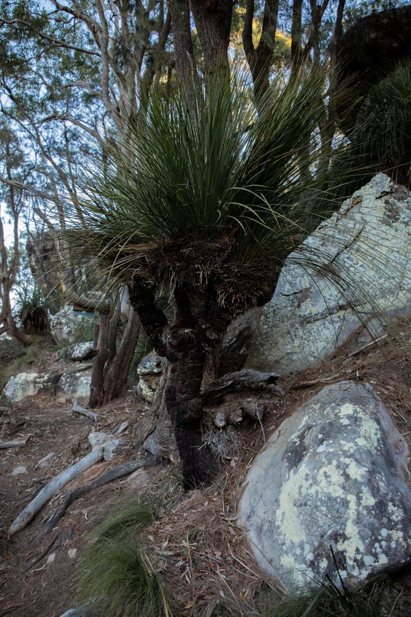 Great Mackerel Beach Cape Mackerel Cabin With Magic Palm Beach & Pittwater Viewsヴィラ エクステリア 写真