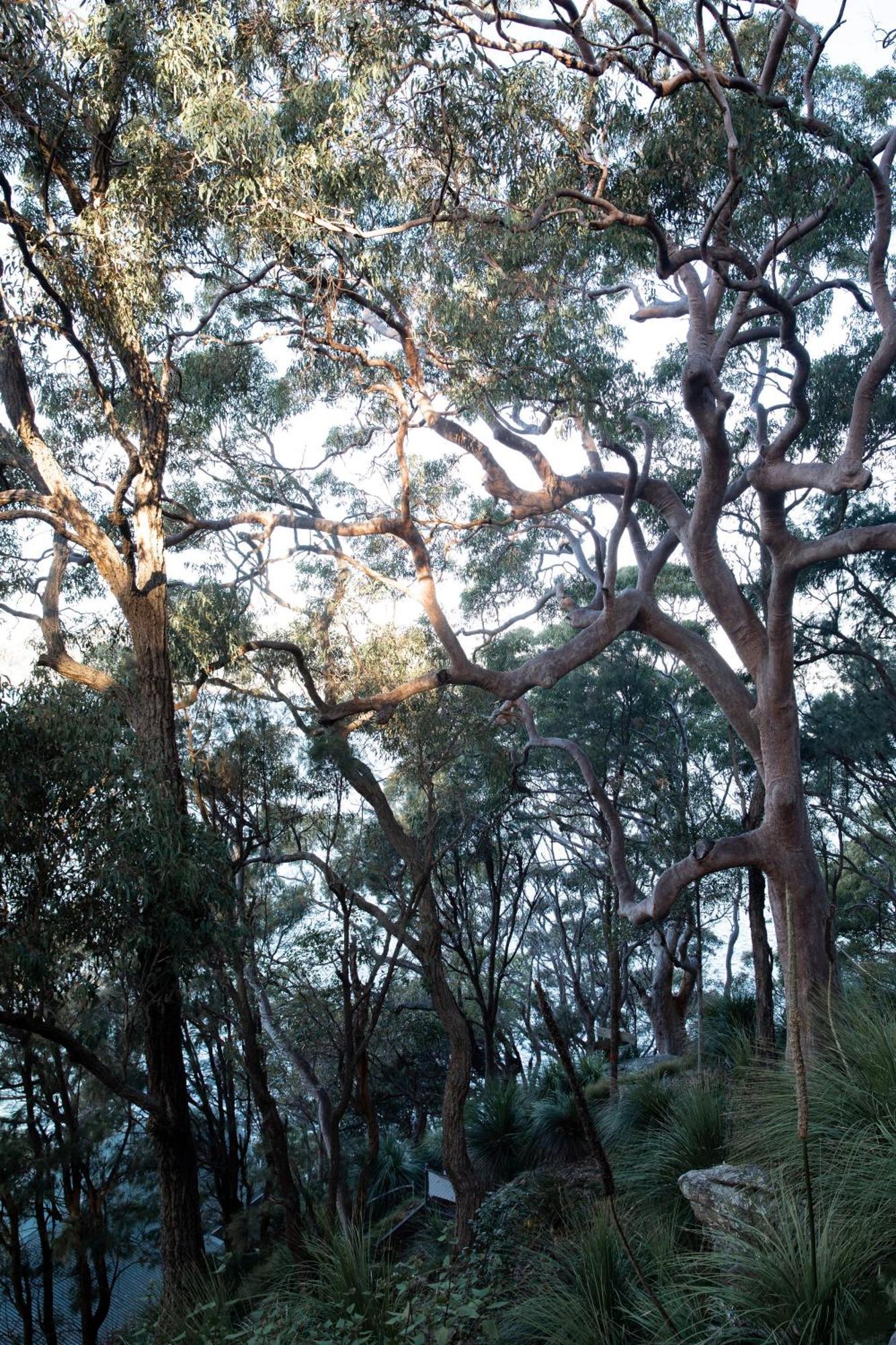Great Mackerel Beach Cape Mackerel Cabin With Magic Palm Beach & Pittwater Viewsヴィラ エクステリア 写真